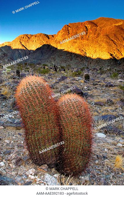 California Barrel Cactus (Ferocactus cylindraceus), Deep Canyon, Riverside County, California, USA