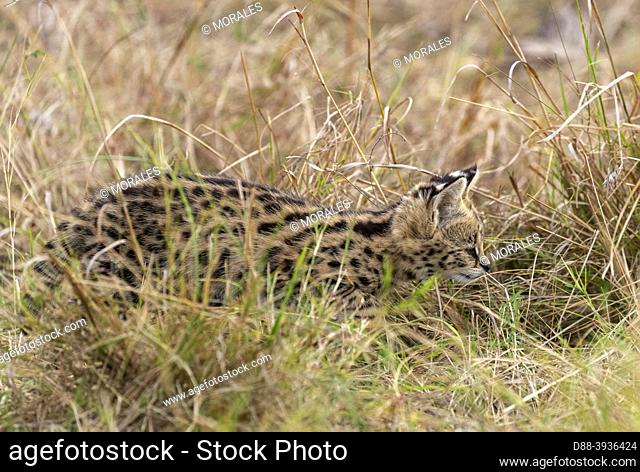 East Africa, Kenya, Masai Mara National Reserve, National Park, Two month old Little Serval (Leptailurus serval), near its mother in the savannah,