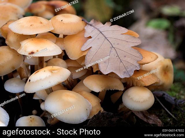 Group of yellow mushrooms growing on a tree trunk in the autumn forest