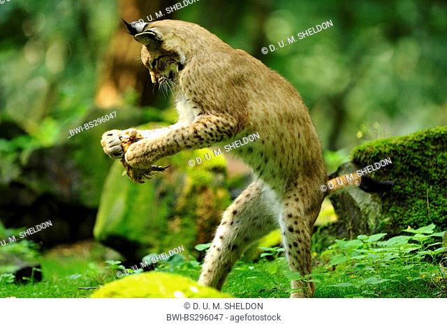 northern lynx (Lynx lynx lynx), playing with a caught songbird between mossy stones in the forest standing on its hind legs, Germany, Hesse