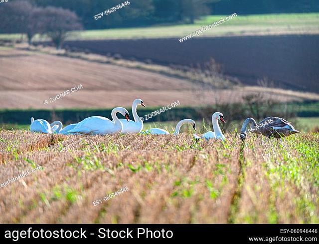 A group of mute swans feed and rest in a field of stubble