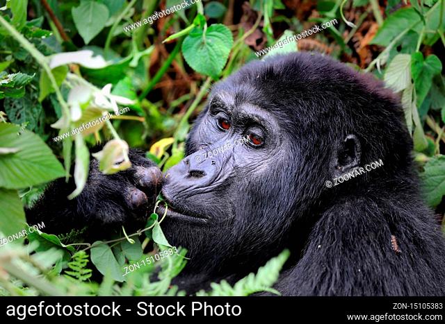Berggorilla im Bwindi Impenetrable Nationalpark Uganda (Gorilla beringei beringei) | Mountain Gorilla at Bwindi Impenetrable National Park Uganda (Gorilla...