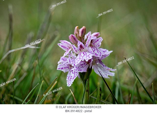 Spotted Orchid or Heath Spotted Orchid (Dactylorhiza maculata), Faroe Islands, Denmark