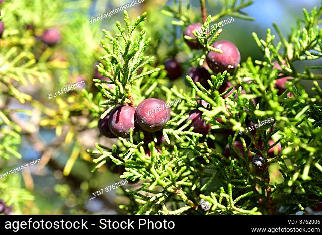 Phoenicean juniper (Juniperus phoenicea) is a coniferous evergreen shrub native to Mediterranean region. Cones (berries) and leaves detail