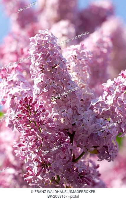 Common Lilac (Syringa vulgaris), flowering, Mostviertel, Must Quarter, Lower Austria, Austria, Europe