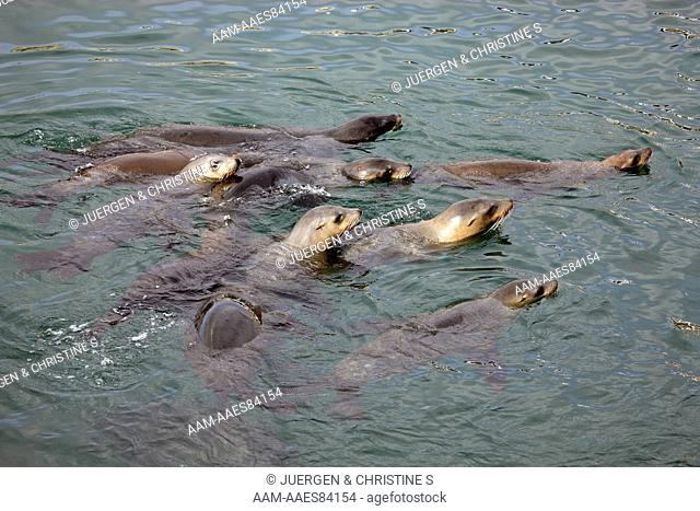 Californian Sea Lion group in water (Zalophus californianus) Monterey, California, USA