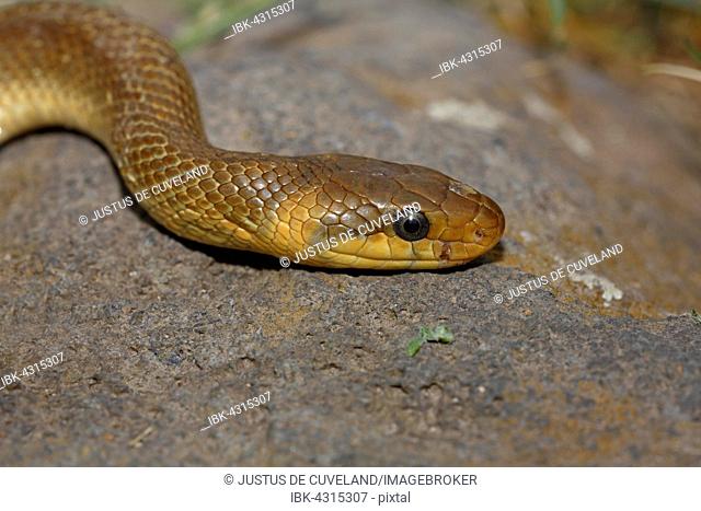 Aesculapian snake (Zamenis longissimus), Balaton Uplands National Park, Lake Balaton, Hungary