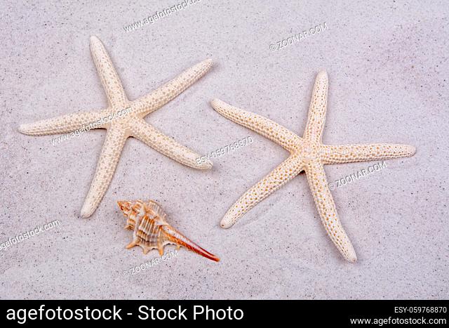 White starfishes and one shell on a greay sand