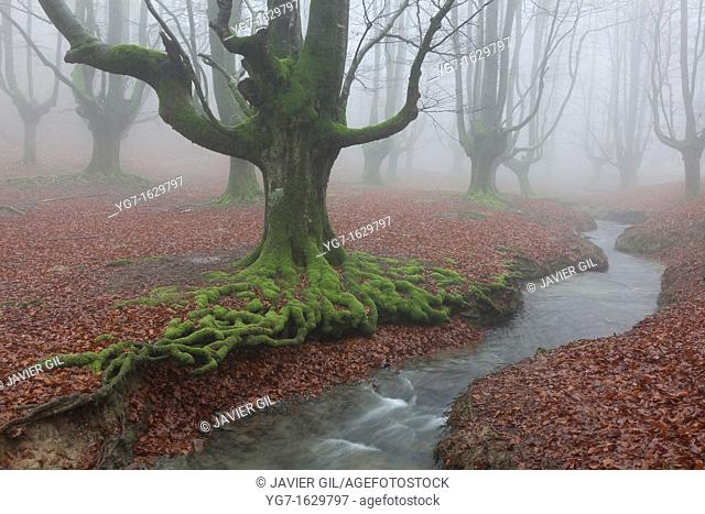 Forest of Otzarreta, Gorbea natural park, Araba, Spain