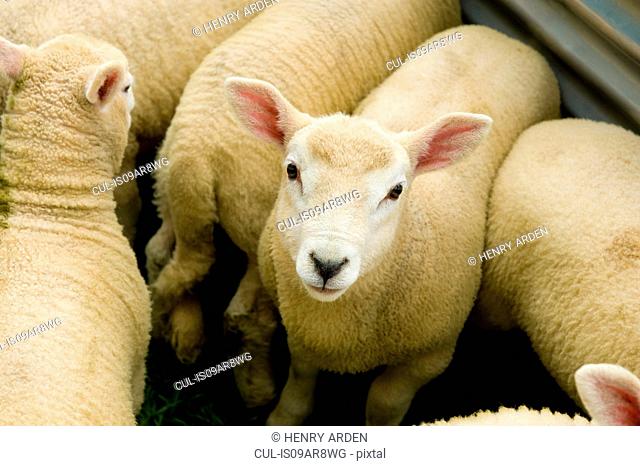 Portrait of juvenile sheep huddled with others