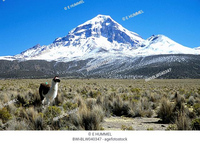 volcano Sajama, 21463 ft., highest Bolivian mountain, with lamas in foreground, Bolivia, Altiplano