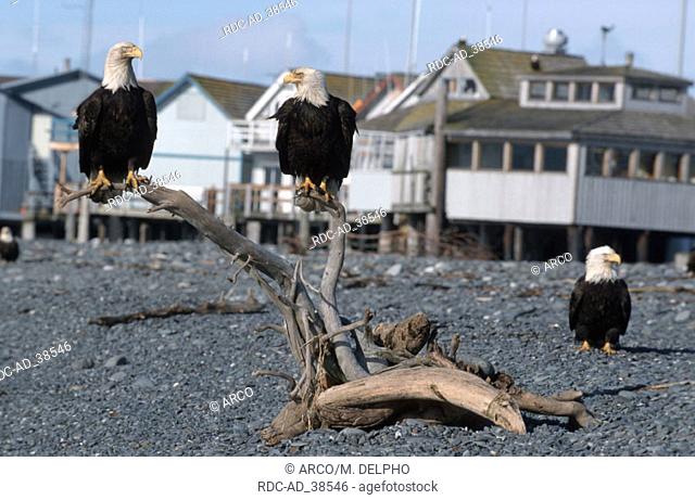 Bald Eagles at beach Homer Alaska USA Haliaeetus leucocephalus