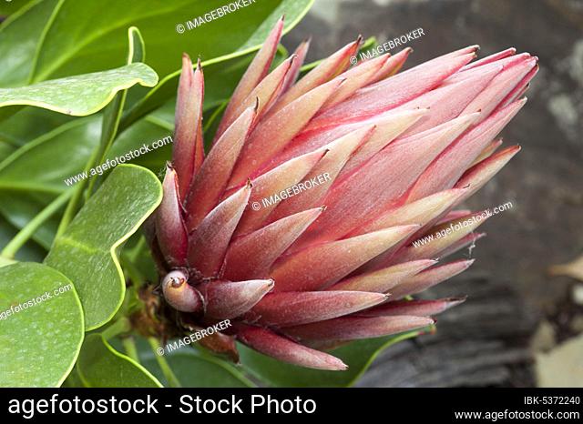 King protea (Protea cynaroides)