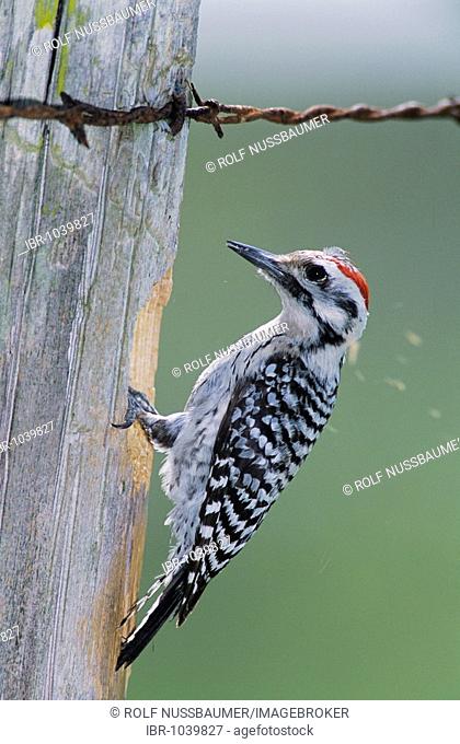 Ladder-backed Woodpecker (Picoides scalaris), male building cavity in fence post, Corpus Christi, Texas, USA