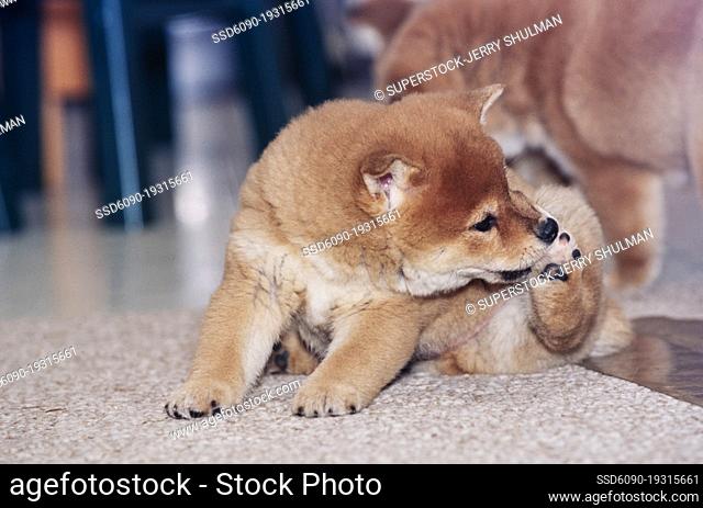 A Shiba Inu puppy licking its paw