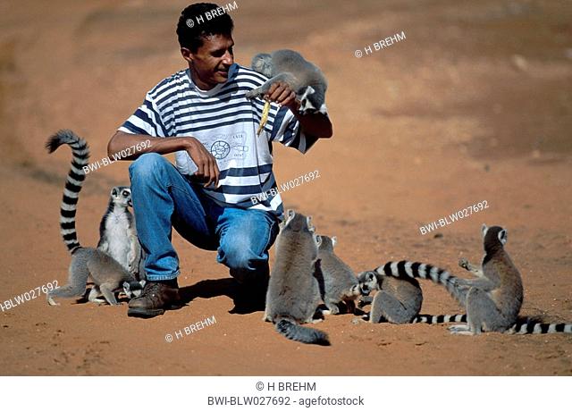 ring-tailed lemur Lemur catta, man among lemurs