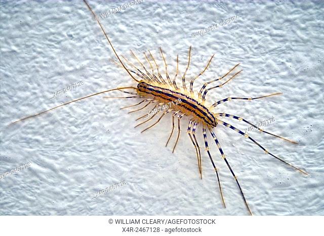 A Centipede Scutigera coleoptrata, Dubrovnik, Croatia