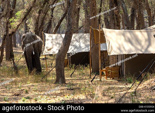 Africa, Zambia, Lower Zambezi natioinal Park, African Savannah Elephant or Savannah Elephant (Loxodonta africana), near a tented lodge