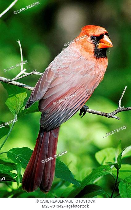 A young male northern cardinal (Cardinalis cardinalis) looks over his shoulder, Pennsylvania, USA