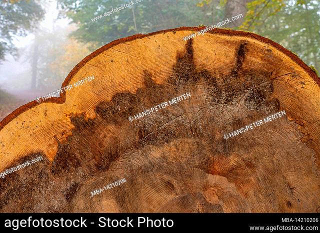 Felled tree trunk in the cloud forest near Montclair Castle, Mettlach, Saarland, Germany