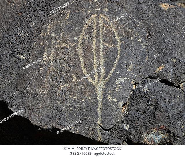 Yucca bud, petroglyph, Petroglyph National Monument, Albuquerque, New Mxico, USA