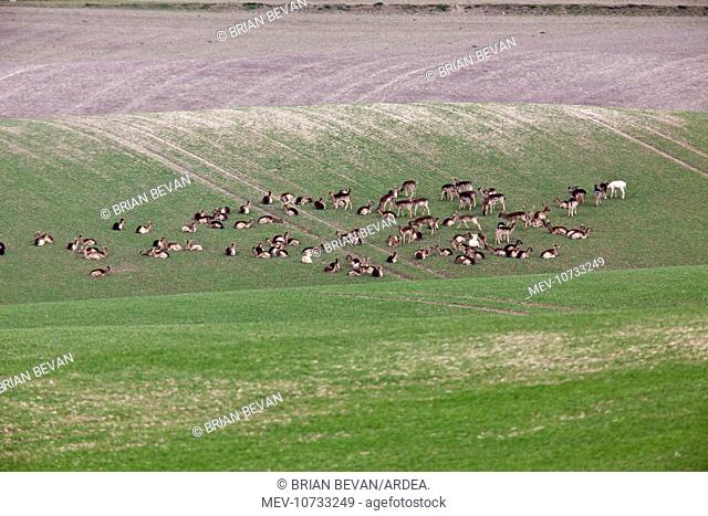 Fallow Deer- in wheat field showing crop damage (dama dama)
