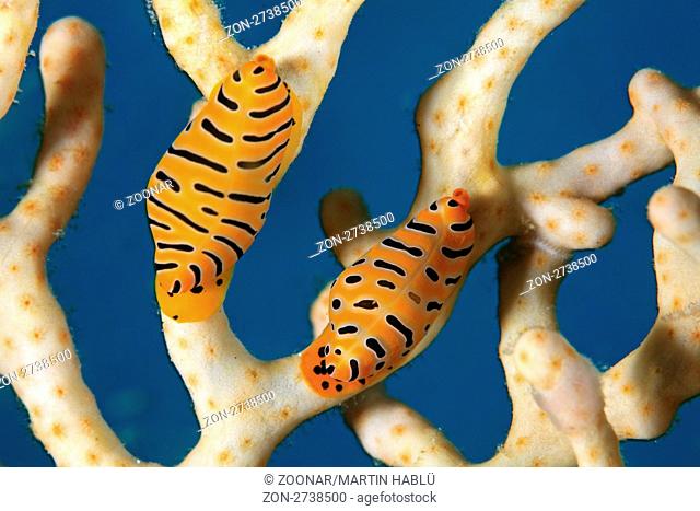 Tiger-Eischnecken, Crenavolva tigris, Nord Male Atoll, Malediven, Indischer Ozean, Tiger Egg Cowrie, North Male Atoll, Maldives, Indian Ocean