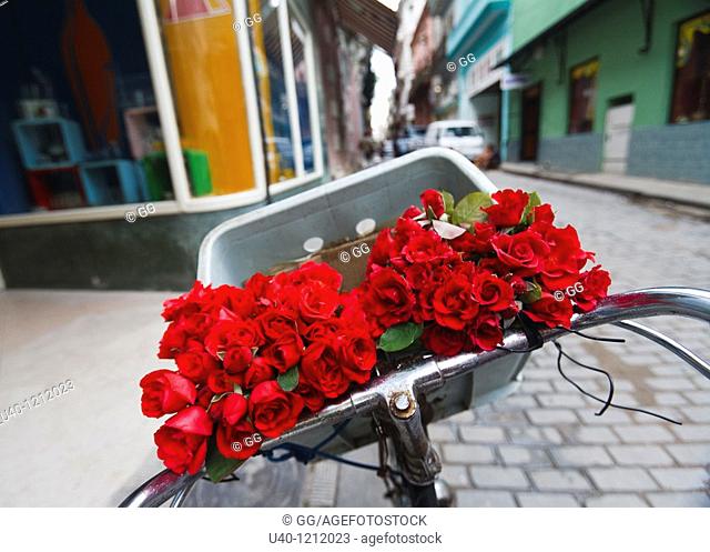 Cuba, Havana Vieja, flowers in bicycle basket