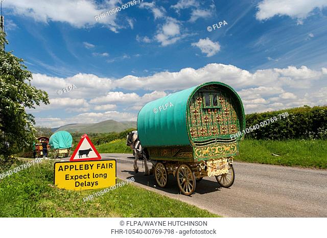 Horse, Irish Cob (Gypsy Pony), adults, pulling traveller caravans, heading towards Appleby Horse Fair, with 'Expect Long Delays' sign at roadside, Cumbria