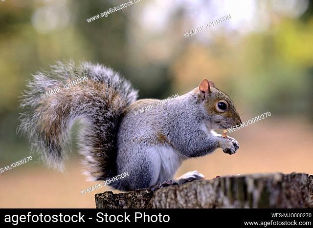 Grey squirrel, Sciurus carolinensis, with feed on tree trunk