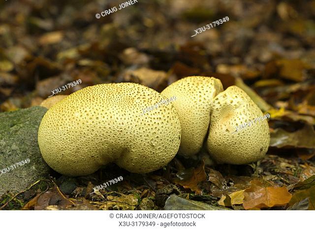 Common Earthball (Scleroderma citrinum) mushrooms in Beacon Hill Wood in the Mendip Hills, Somerset, England. Also known as Pigskin Poison Puffball