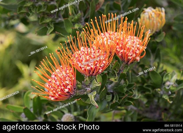 Pincushion protea, (Protea Leucospermum erubescens), flower, flowering, silver tree plant, Kirstenbosch Botanical Garden, Cape Town, South Africa, Africa