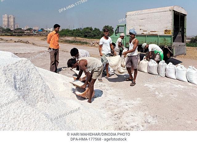 Sea salt raw flakes being packed for transportation from wadala salt farms Mumbai Maharashtra India
