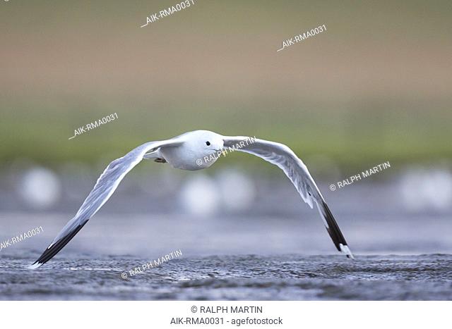 Common Gull - Larus canus canus, Germany, adult in summer plumage