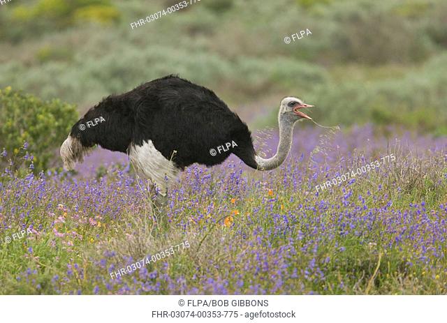 Ostrich (Struthio camelus) adult male, feeding amongst wildflowers, West Coast N.P., Western Cape Province, South Africa, August