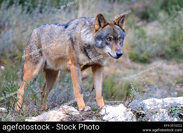 Iberian wolf (Canis lupus signatus) Zamora province. Castilla y León. Spain. Cotrolled conditions