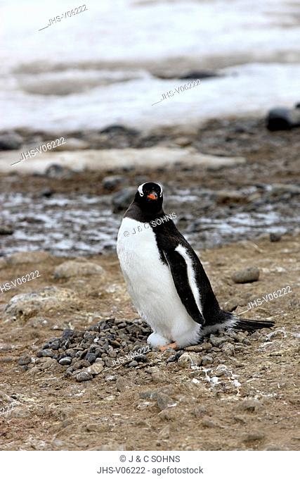 Gentoo Penguin, (Pygoscelis papua), Antarctica, Half Moon Island, adult at nest with clutch
