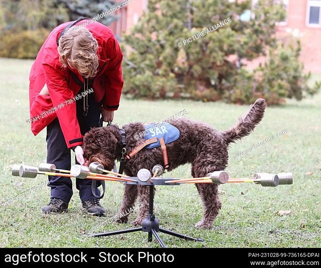 28 October 2023, Thuringia, Erfurt: Dog handler Merle Petersen trains with cadaver search dog ""Lilou"" on a scent carousel