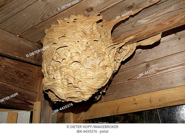 Hornet's nest (Vespa crabro), Allgäu, Bavaria, Germany