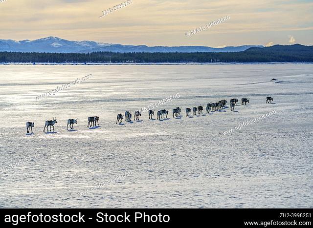 Herd of Reindeers, Rangifer tarandus, walking on frozen lake in a straight line, Jokkmokk county, Swedish Lapland, Sweden