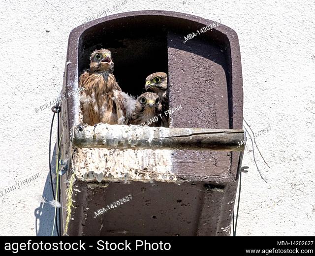 Germany, Baden-Wuerttemberg, kestrel young, in nesting box. Falco tinnunculus