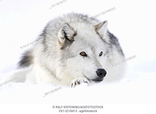 Gray Wolf / Grauwolf ( Canis lupus) in winter, lying, resting in snow, amber coloured eyes, relaxed, looks cute, Yellowstone area, Montana, USA