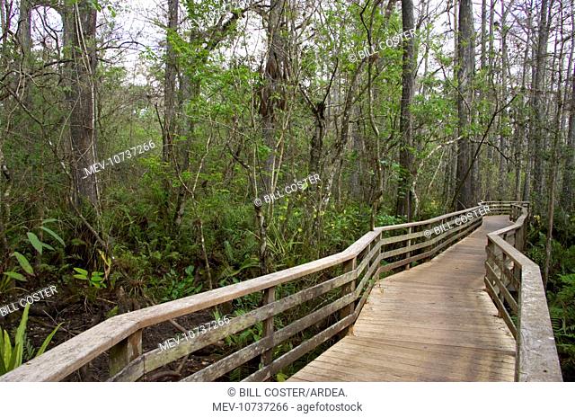 Boardwalk, Corkscrew Swamp Sanctuary