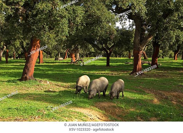 Iberian pigs grazing on pastures of cork. Aracena Nature Park