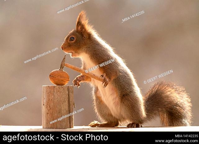 red squirrel is holding a hammer with walnut and open mouth