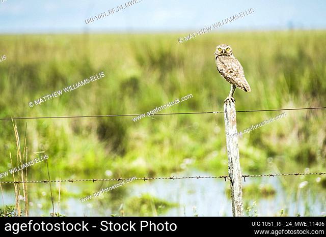Burrowing Owl (Athene cunicularia), Ibera Wetlands (Esteros del Ibera), a marshland in Corrientes Province, Argentina