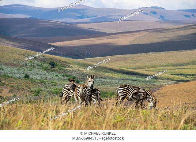 Plains zebras, Equus quagga, Nyika National Park, Malawi, Africa