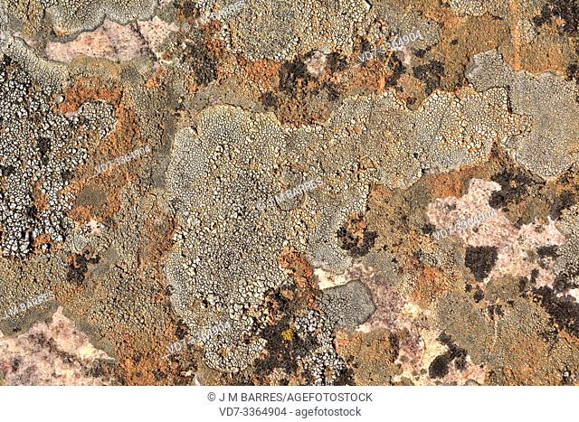 Sunken disk lichen (Aspicilia intermutans) is a crustose lichen that grows on siliceous rocks. This photo was taken in Calatrava La Nueva, Ciudad Real province