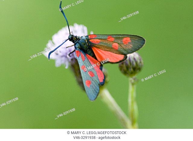 Five-spot Burnet, Zygaena trifolii. Large blackish moth with five red spots similar to Z lonicerae. Found in grasslands. Larval Foodplants: Fabaceae including...