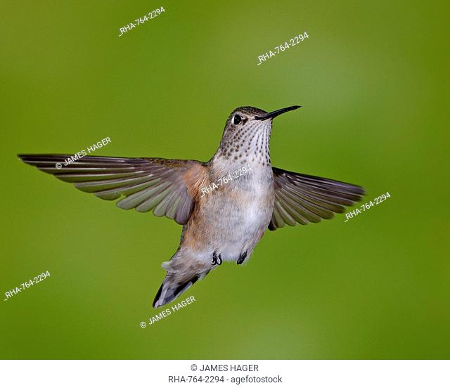Female broad-tailed hummingbird Selasphorus platycercus in flight, Red Feather Lakes District, Roosevelt National Forest, Colorado, United States of America